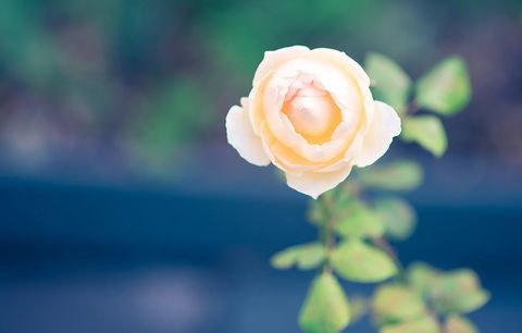 Bed Of Roses - Tourism Hervey Bay 14