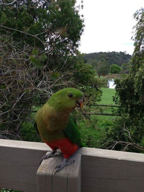 Australian Home Away @ Wonga Park Brushy Creek - Hervey Bay Accommodation 18