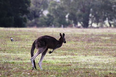 Grampians Pomonal Cottages - Hervey Bay Accommodation 26