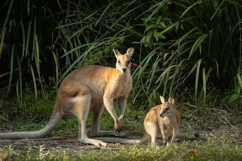 Thala Beach Nature Reserve - Hervey Bay Accommodation 2