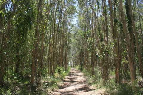Lake Weyba Noosa Lodge & Kangaroos - Tourism Hervey Bay 39