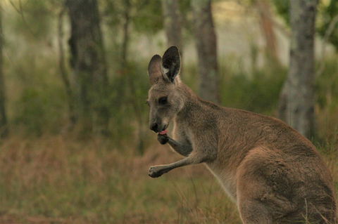 Lake Weyba Noosa Lodge & Kangaroos - Tourism Hervey Bay 43