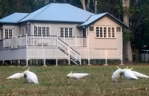Lake Weyba Noosa Lodge & Kangaroos - Tourism Hervey Bay 20
