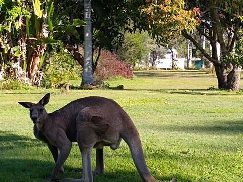 Lake Weyba Noosa Lodge & Kangaroos - Tourism Hervey Bay 24
