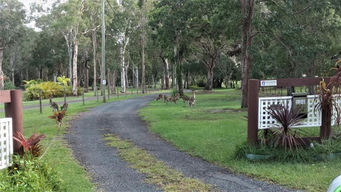 Lake Weyba Noosa Lodge & Kangaroos - Tourism Hervey Bay 42