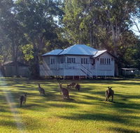 Lake Weyba Noosa Lodge  Kangaroos - Tourism Hervey Bay