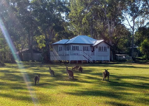 Lake Weyba Noosa Lodge & Kangaroos - Tourism Hervey Bay 0