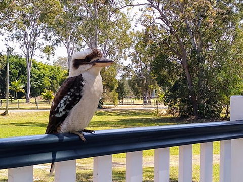 Lake Weyba Noosa Lodge & Kangaroos - Tourism Hervey Bay 18
