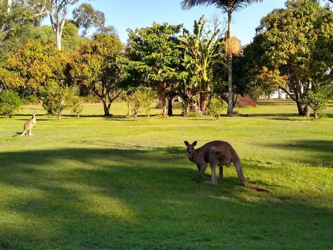Lake Weyba Noosa Lodge & Kangaroos - Tourism Hervey Bay 8