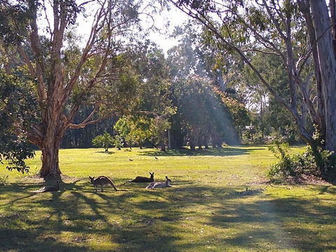 Lake Weyba Noosa Lodge & Kangaroos - Tourism Hervey Bay 4