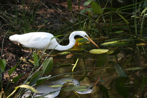 Lake Weyba Noosa Lodge & Kangaroos - Tourism Hervey Bay 33