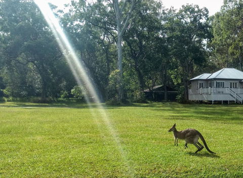 Lake Weyba Noosa Lodge & Kangaroos - Tourism Hervey Bay 26