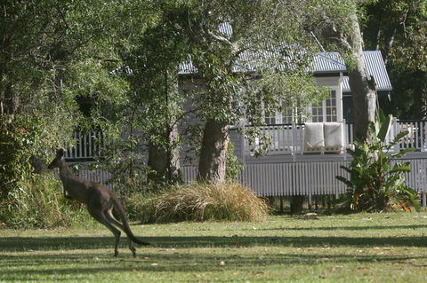 Lake Weyba Noosa Lodge & Kangaroos - Tourism Hervey Bay 31