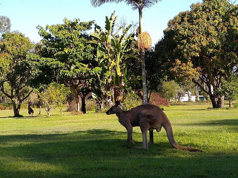 Lake Weyba Noosa Lodge & Kangaroos - Tourism Hervey Bay 35