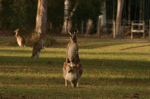 Lake Weyba Noosa Lodge & Kangaroos - Tourism Hervey Bay 16