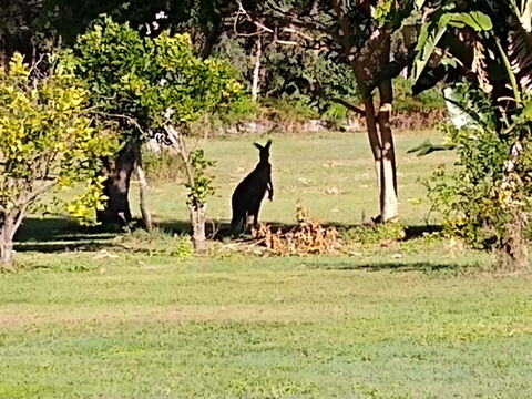 Lake Weyba Noosa Lodge & Kangaroos - Tourism Hervey Bay 29