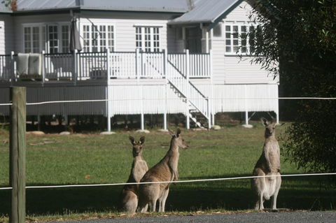 Lake Weyba Noosa Lodge & Kangaroos - Tourism Hervey Bay 28
