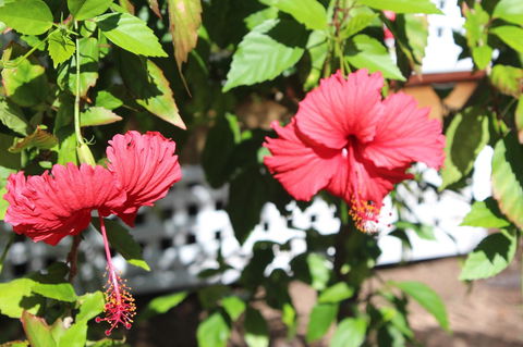 Amaroo On Mandalay, Magnetic Island - Tourism Hervey Bay 35