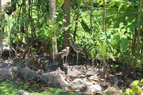 Amaroo On Mandalay, Magnetic Island - Tourism Hervey Bay 40
