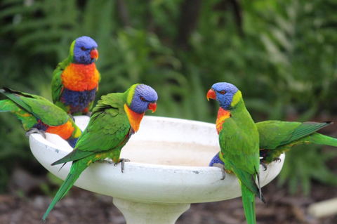 Amaroo On Mandalay, Magnetic Island - Tourism Hervey Bay 27