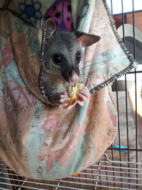 Airlie Beach Eco Cabins - Adults Only - Hervey Bay Accommodation 27