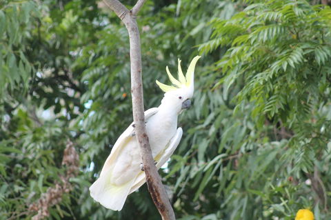 Airlie Beach Eco Cabins - Adults Only - Hervey Bay Accommodation 4
