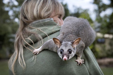 Airlie Beach Eco Cabins - Adults Only - Hervey Bay Accommodation 3