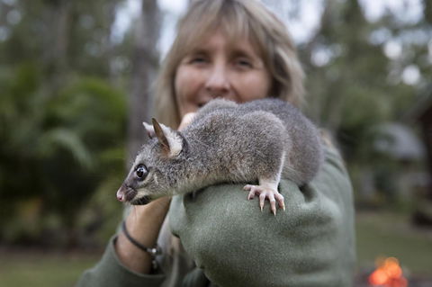 Airlie Beach Eco Cabins - Adults Only - Hervey Bay Accommodation 11