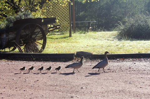 Granite Belt Retreat And Brewery - Tourism Hervey Bay 22
