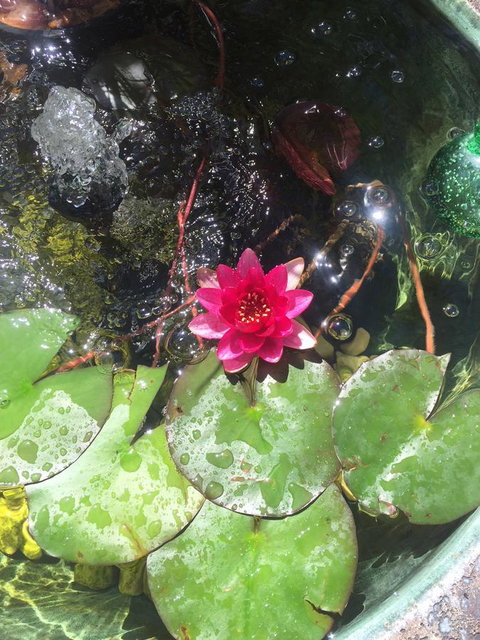 Bed & Breakfast 1 Bedroom Guest House - Hervey Bay Accommodation 42