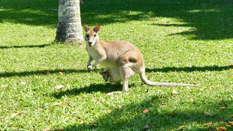 Argosy On The Beach - Tourism Hervey Bay 14