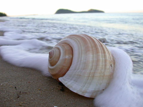 Argosy On The Beach - Tourism Hervey Bay 18