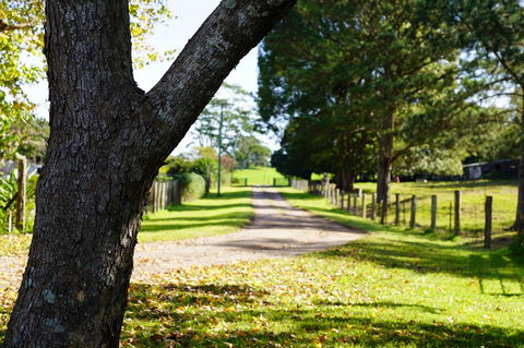 McCarthy Grove Maleny - Tourism Hervey Bay 3