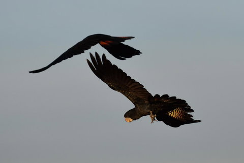 Ironbark House - Hervey Bay Accommodation 2