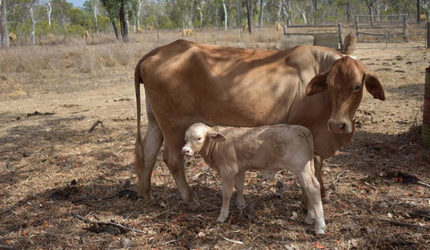 Ironbark House - Hervey Bay Accommodation 27