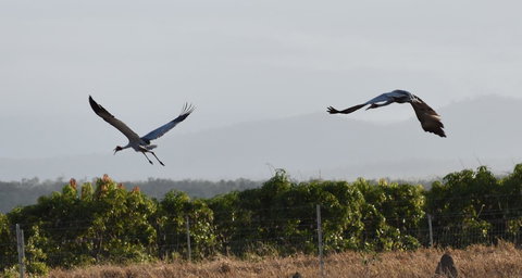 Ironbark House - Hervey Bay Accommodation 35