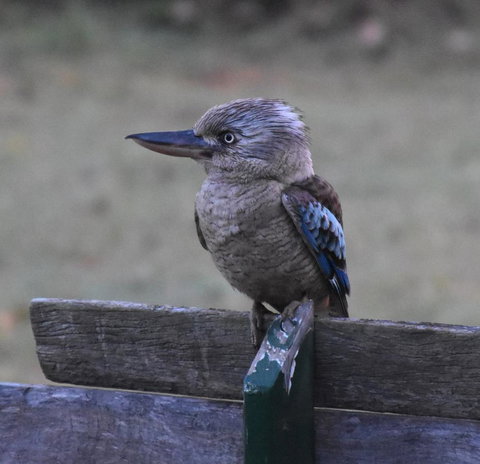Ironbark House - Hervey Bay Accommodation 4