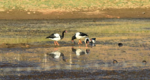 Ironbark House - Hervey Bay Accommodation 34