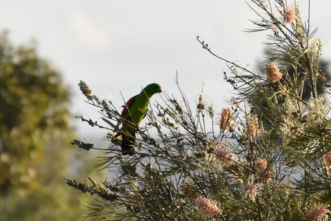Ironbark House - Hervey Bay Accommodation 29