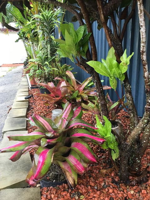 Black Marlin Motel - Tourism Hervey Bay 20