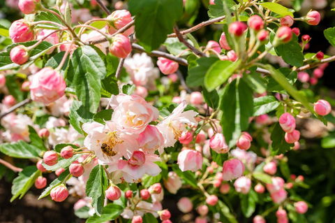 Apple Blossom Cottages - Tourism Hervey Bay 3