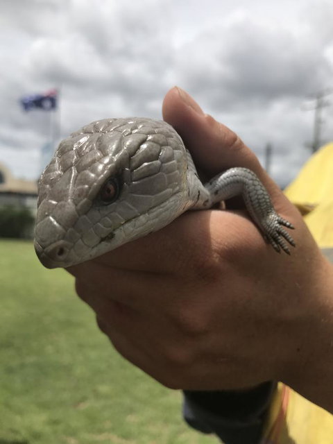 Nanango Star Motel - Tourism Hervey Bay 16