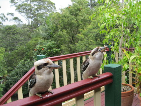 Shasta Place - Tourism Hervey Bay 12