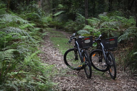 Woodlands Rainforest Retreat - Hervey Bay Accommodation 2
