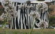 Zebras Guest House Geraldton - thumb 0