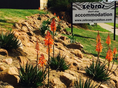 Zebras Guest House Geraldton - Hervey Bay Accommodation 2