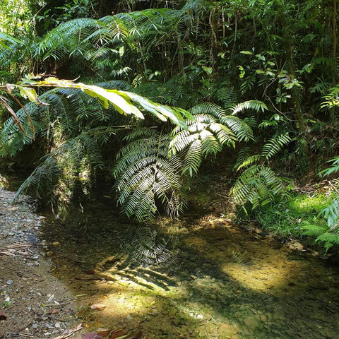 A Daintree Garden - Tourism Hervey Bay 4