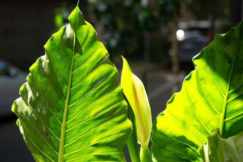 A Timeless Terrace House Of Elegance And Style - Tourism Hervey Bay 3