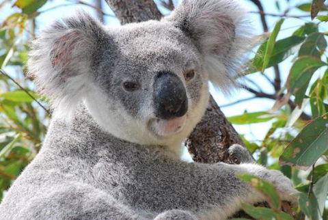 AFFORDABLE ISLAND ESCAPE! Queen Studio, Nelly Bay - Tourism Hervey Bay 2