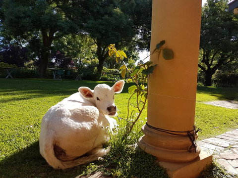 AL RU Farm - Tourism Hervey Bay 3